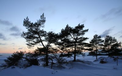 Sini Solala: Yyterin arvo on luonnossa